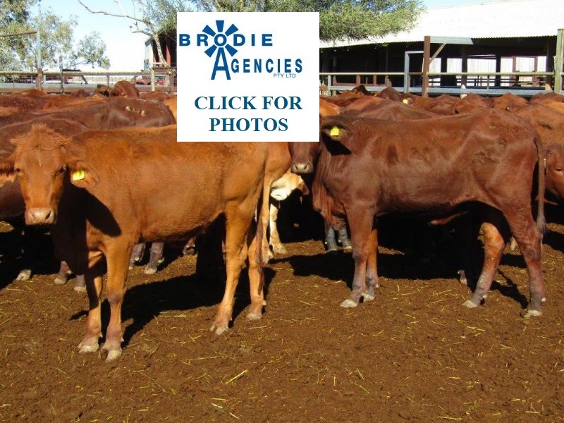 120 VGQ VENDOR BRED SANTA CROSS HEIFERS