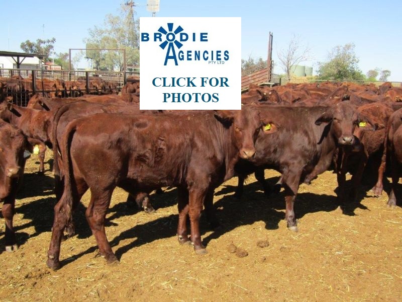228 VGQ HGP FREE VENDOR BRED SANTA CROSS STEERS