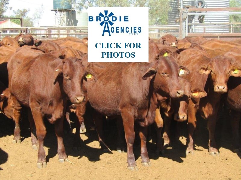 96 VGQ Vendor Bred Santa Santa Cross Heifers