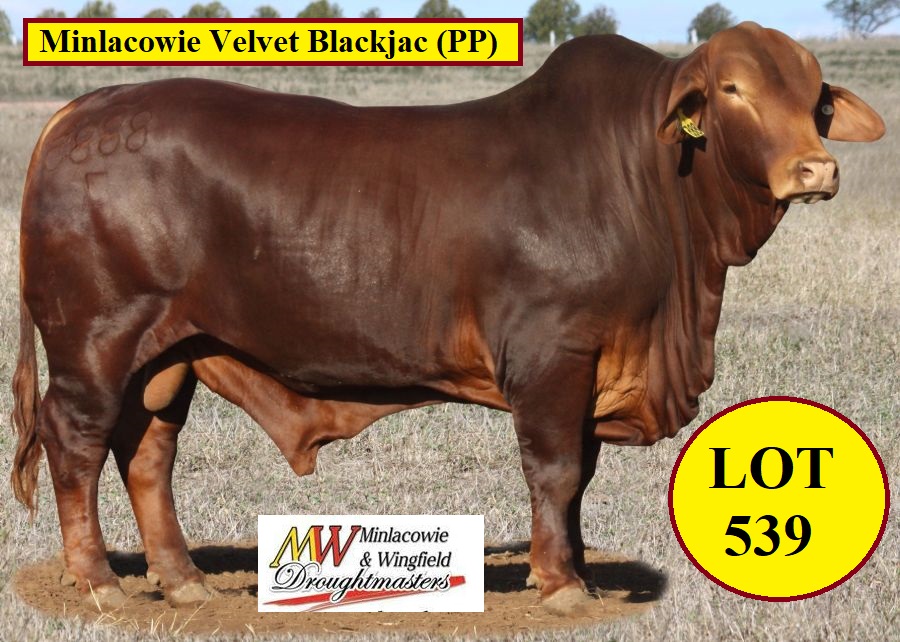 Minlacowie Velvet Blackjac Lot 539 1