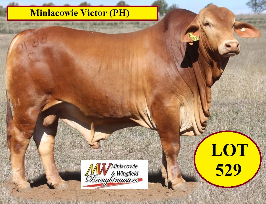 Minlacowie Victor Lot 529