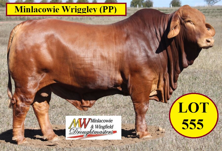 Minlacowie Wriggley Lot 555