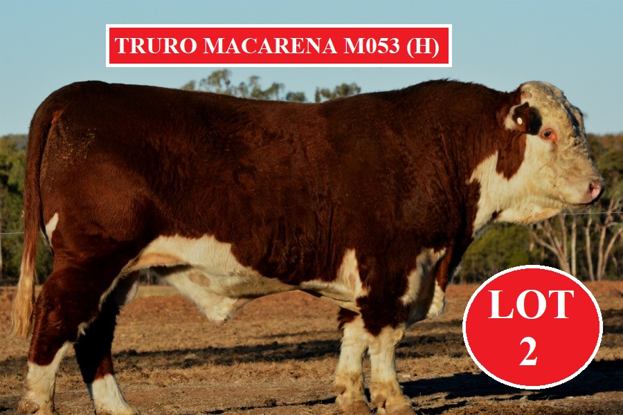 Lot 2 T