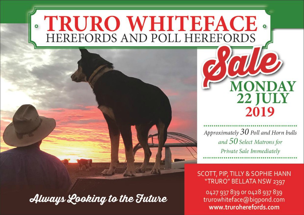 Truro Herefords Half Page 2019 page 001