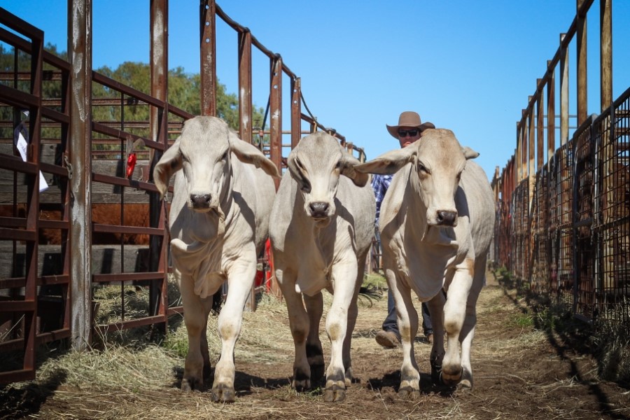 Grey Triple E Females with owner Gavin Webber