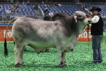 Reserve Grand Champion Grey Bul