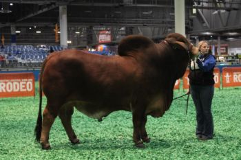 Reserve Grand Champion Red Bull