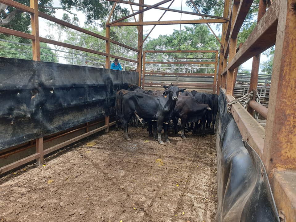 Mareeba Cattle Market Jim Pola Digital Marketing