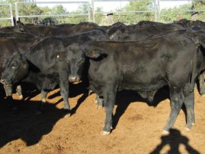 LOT5 5