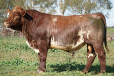 lot 1 20000