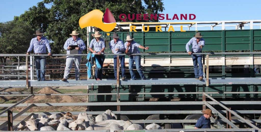 Charters Towers Report Jim Pola Digital Marketing