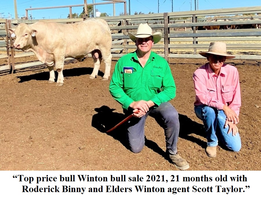 winton sale top priced bull