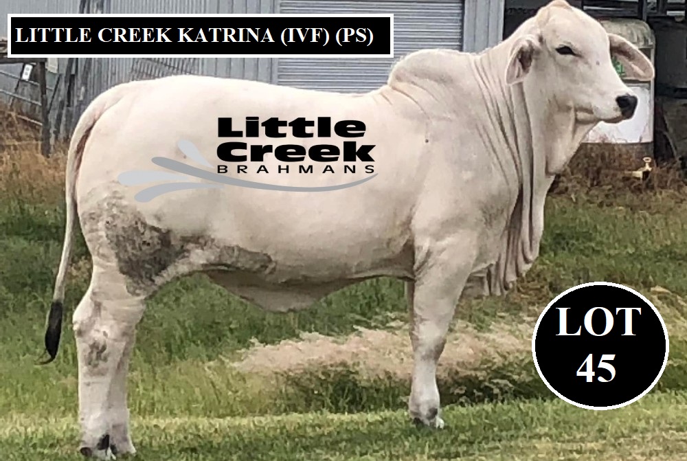 LOT 45 LITTLE CREEK 1