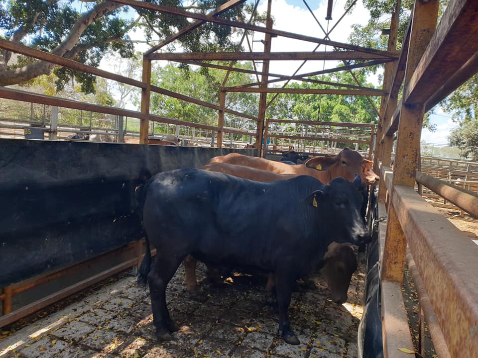 Mareeba Cattle Market Jim Pola Digital Marketing