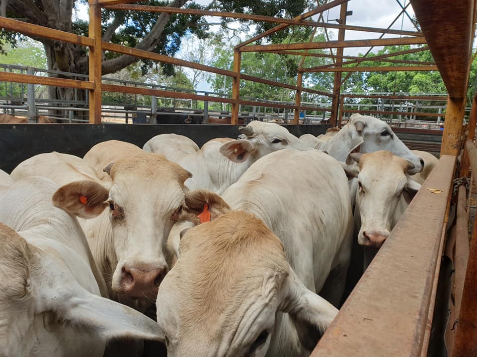 Mareeba Cattle Market Jim Pola Digital Marketing