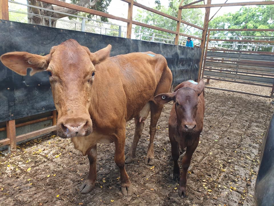 Mareeba Cattle Market Jim Pola Digital Marketing