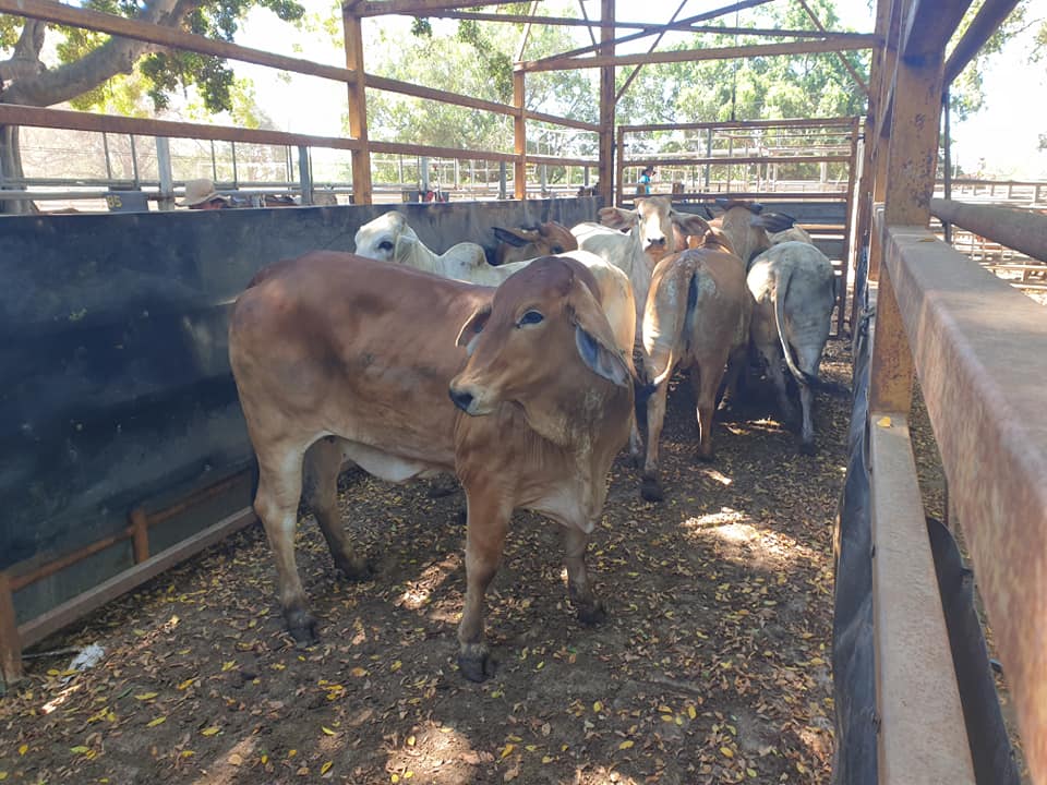 Mareeba Cattle Market Jim Pola Digital Marketing