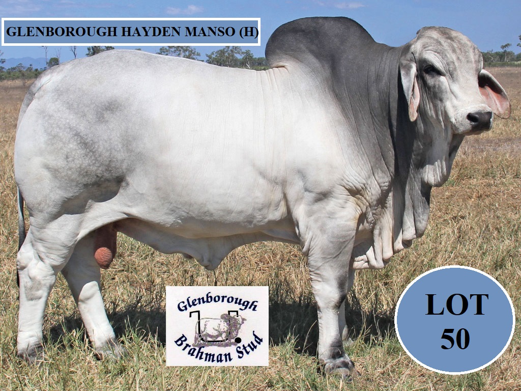 LOT 50