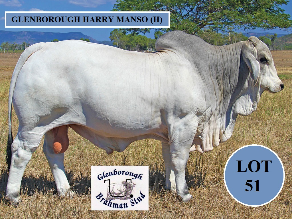 LOT 51