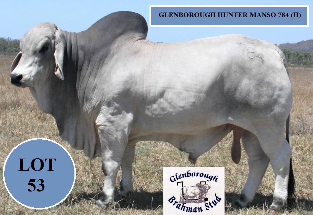 Lot 53