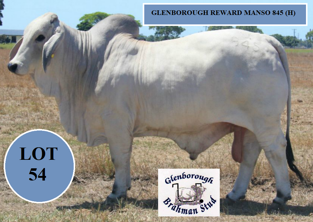 Lot 54