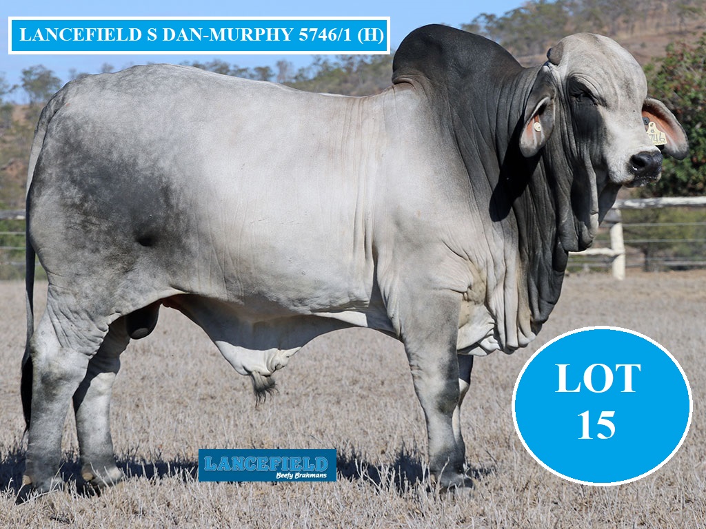 LOT 15