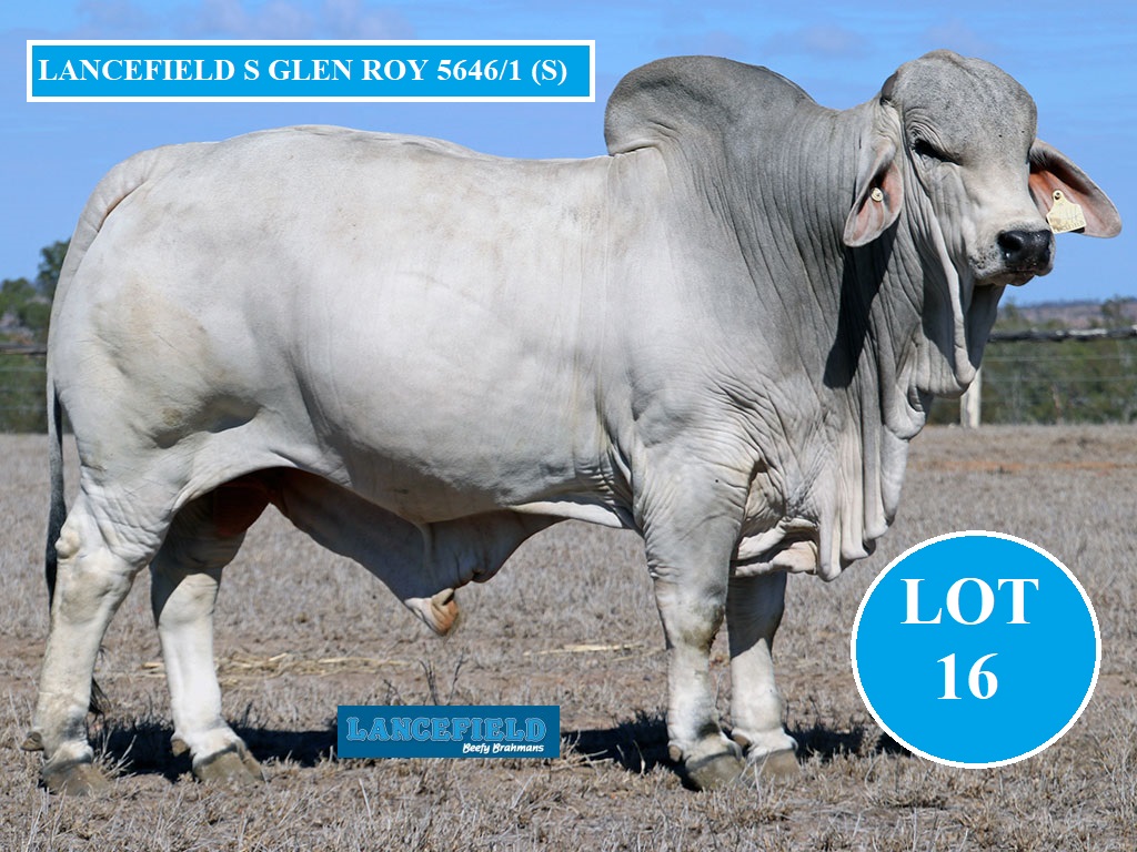 LOT 16