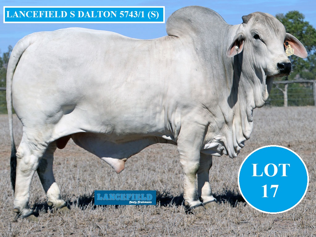 LOT 17