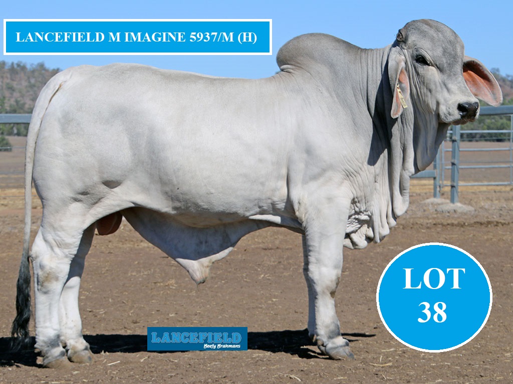 LOT 38