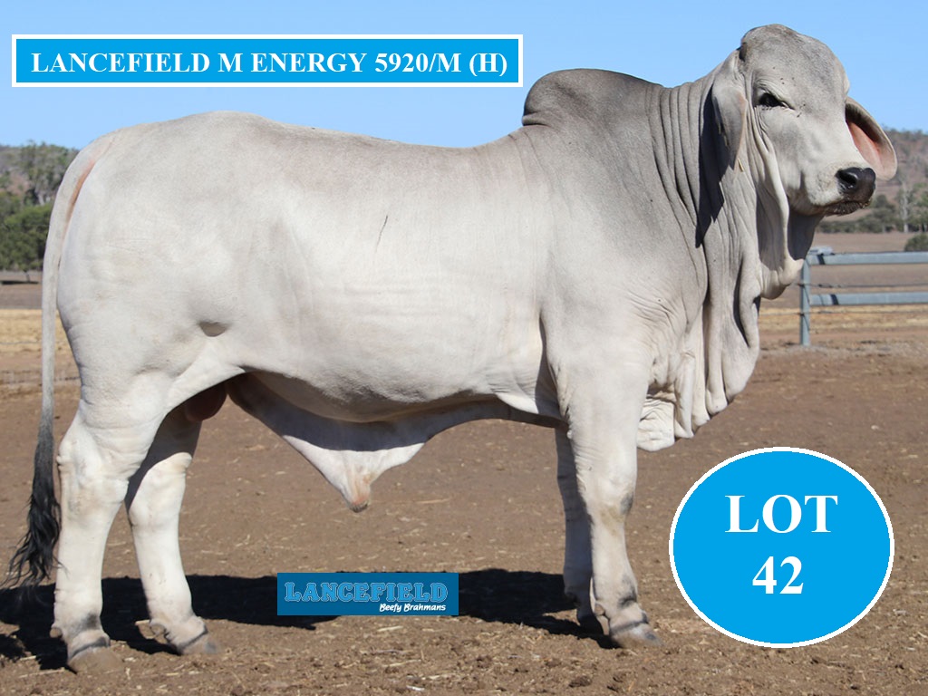 LOT 42