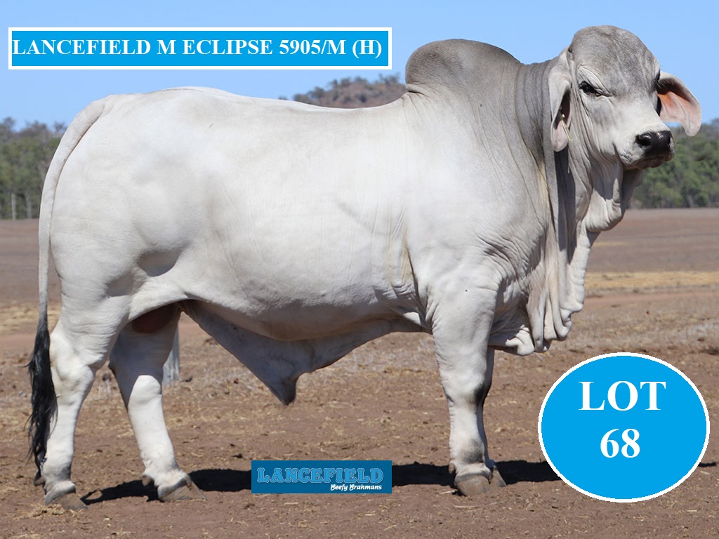 LOT 68