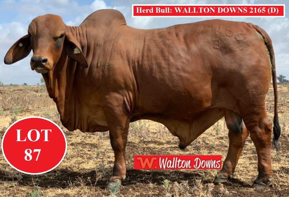 WALLTON DOWNS 2165 LOT 87 