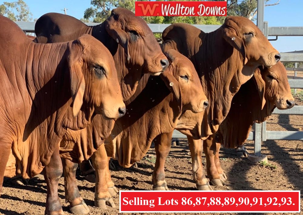 WALLTON DOWNS GROUP PHOTO