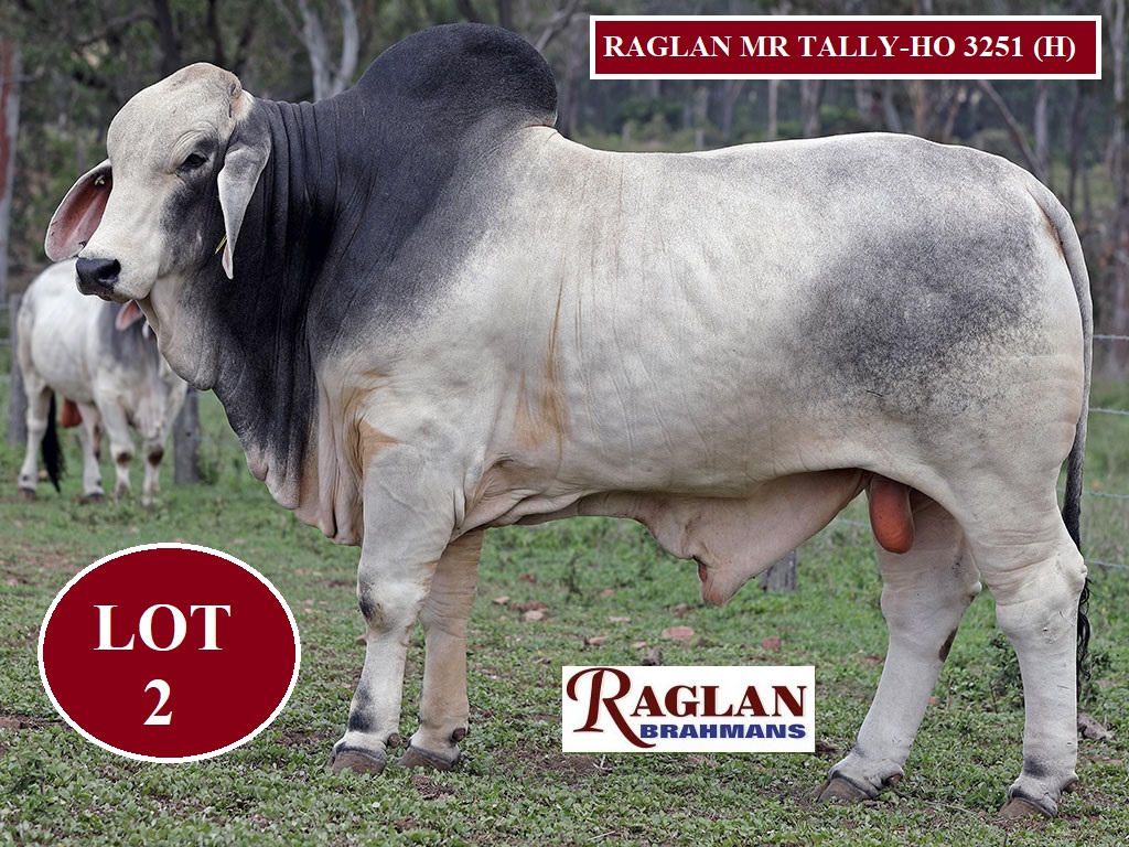 Raglan Brahmans Wilangi Sale 2020 - Jim Pola Digital Marketing