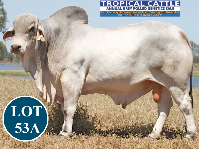 LOT 53 A