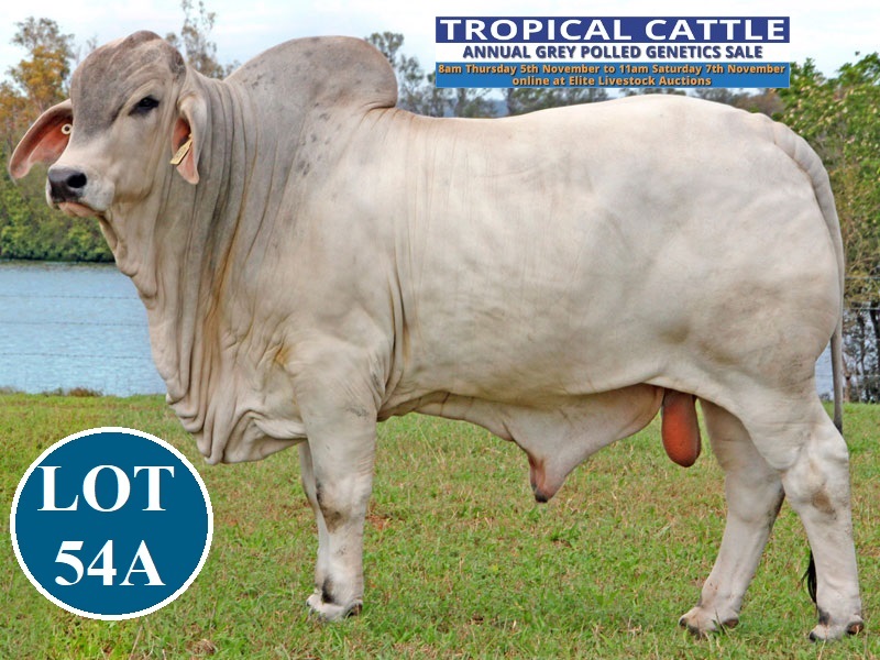 LOT 54 A