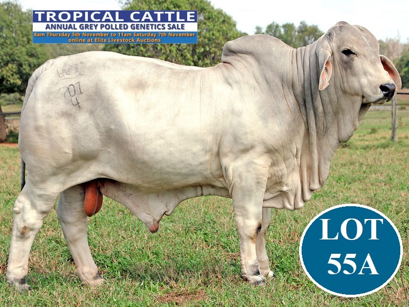 LOT 55 A