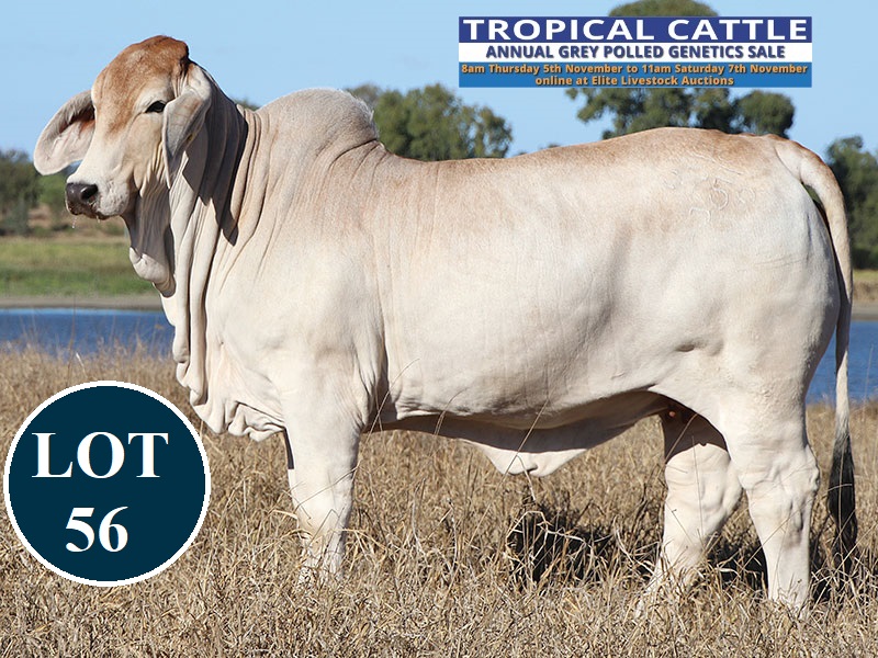 LOT 56