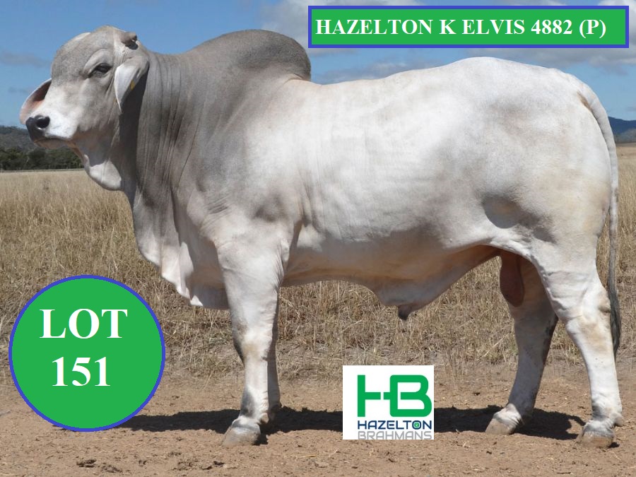 LOT 151