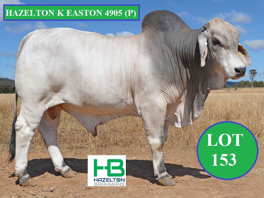 LOT 153