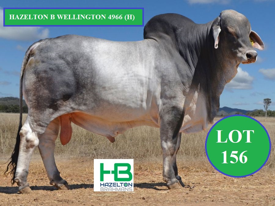 LOT 156