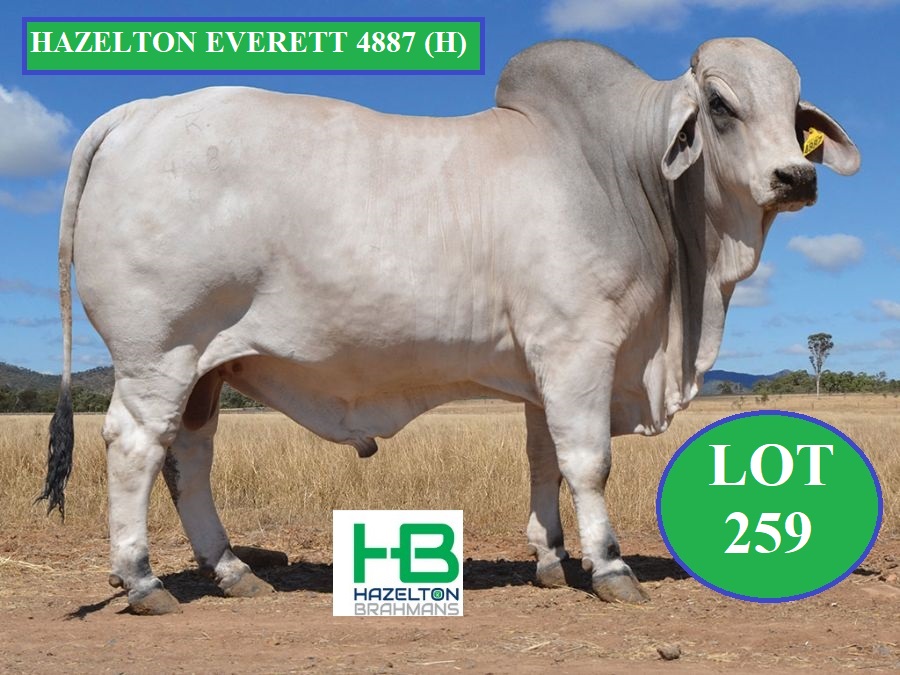 LOT 259