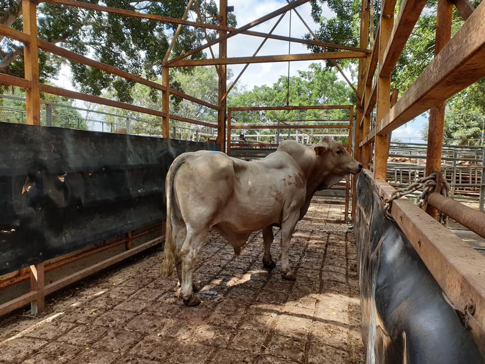 Mareeba Cattle Market Jim Pola Digital Marketing