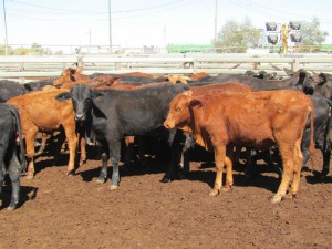 heifers 300