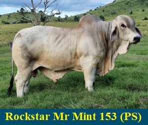 Rockstar Mr Mint