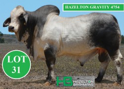 LOT31 HAZELTON LOY 21