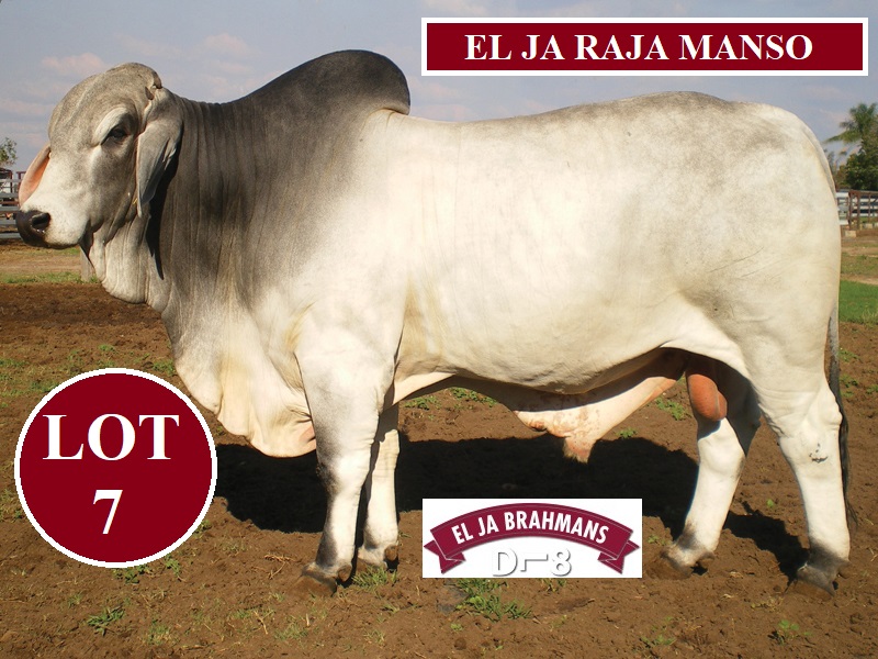 LOT7 EL JA