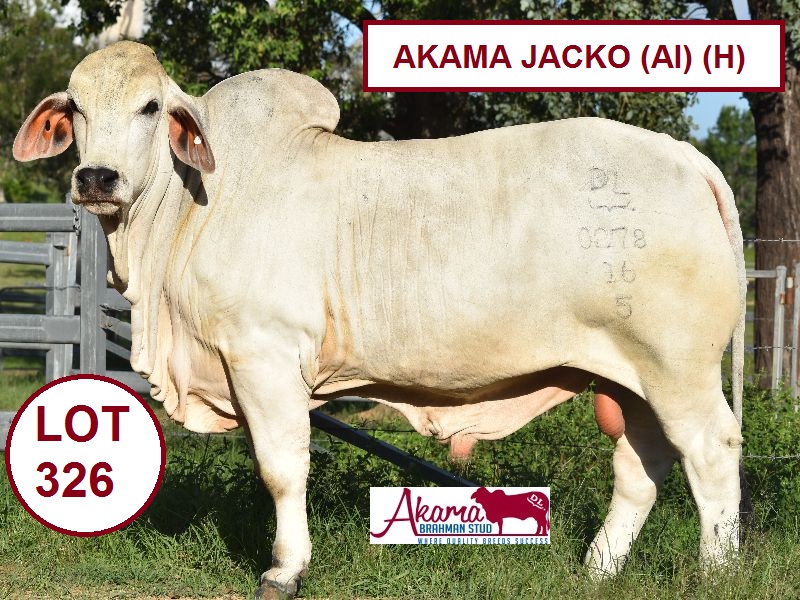 lot 326akama jacko