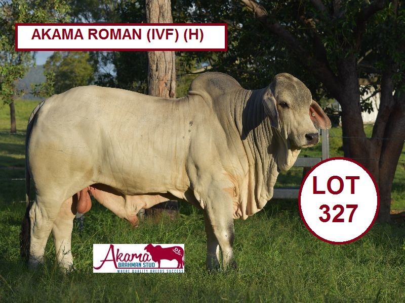 lot 327 akama roman