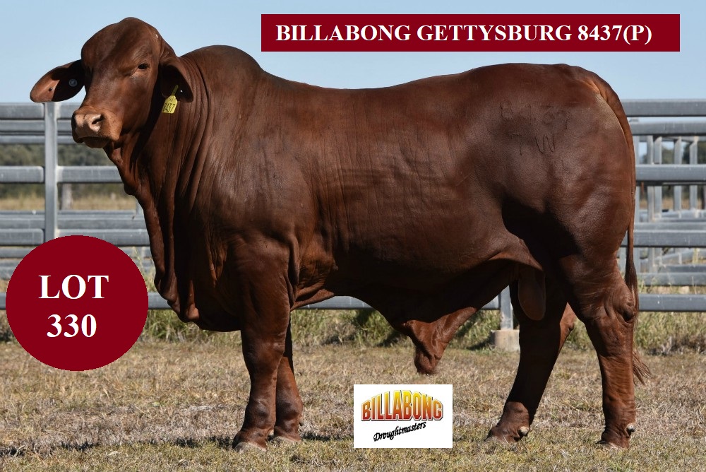 lot 330LPO